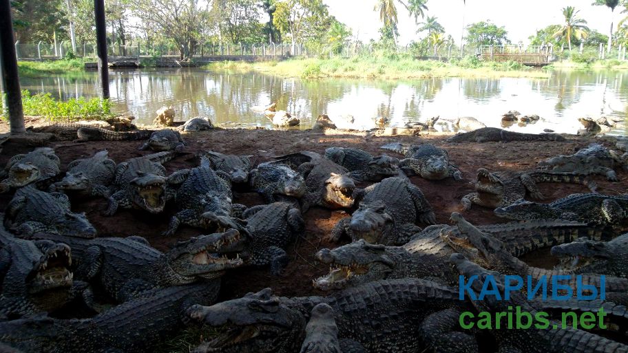 Crocodile farm in Cuba