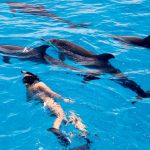 Swimming with dolphins in the Bahamas