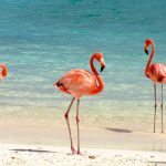 Flamingos an einem Strand auf den Bahamas