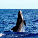 Baleines des Bahamas