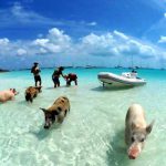 Schweineinsel auf den Bahamas