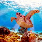 Insel Barbados, Schildkröten