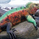 Natur von Barbados, Leguane