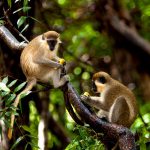 Barbados, a variety of monkeys