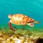 Nature of Bequia - many turtles