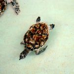 Черепахи острова Бекия