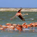 Flamingos on Boneiro