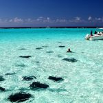 Raies pastenagues de Grand Cayman dans la mer