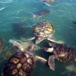 Grand Cayman - ferme de tortues