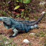 The Great Cayman Iguana