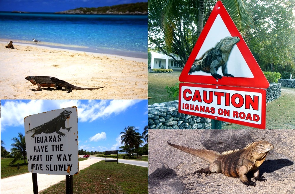 Nature of Little Cayman, iguanas, lizards