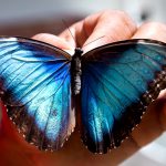 St-Maarten Butterfly Farm