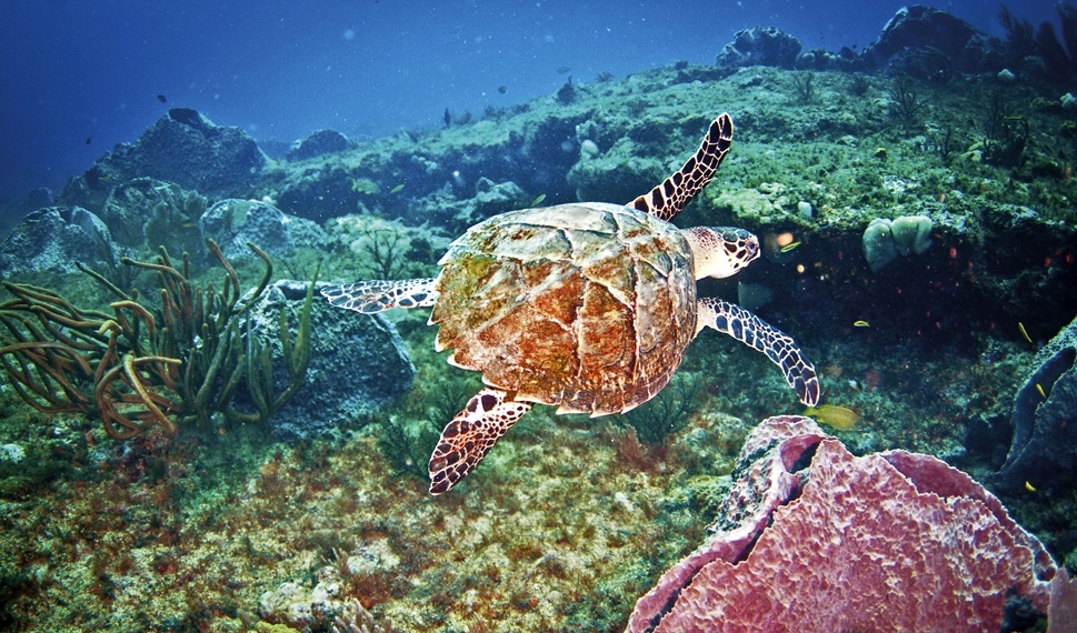 Tobago Island, diving